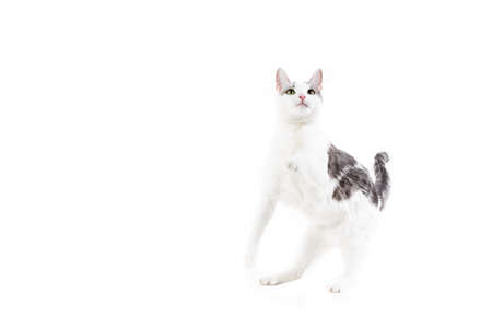 Playful Gray and White Short-Hair Domestic Cat on Whiteの写真素材