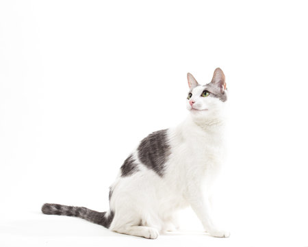 Seated Gray and White Short-Hair Domestic Cat on White