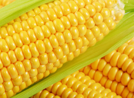The corn on the cob close up
