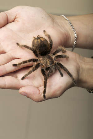 Arachnid Monster - Brown Spider wanderingの写真素材