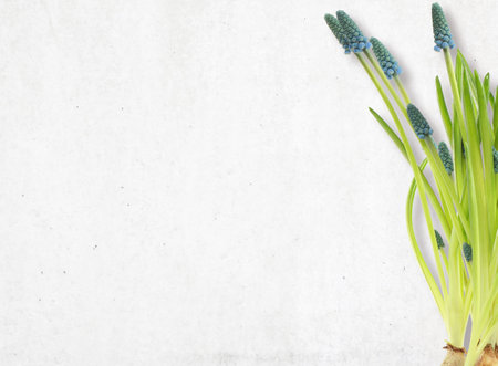 Bouquet of wildflowers on white table background. Top view horizontal, empty space for publicity...
