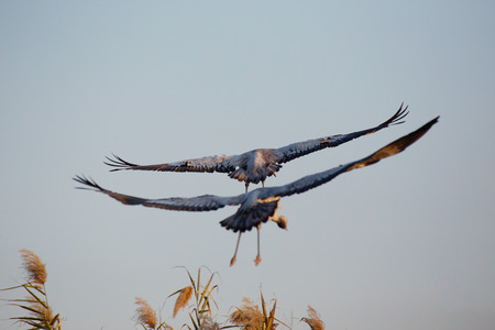 Flyinig grey cranesの写真素材