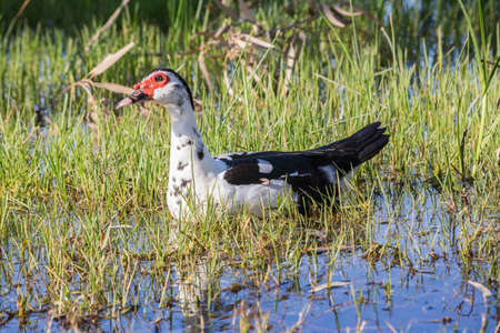 Muscovy duck in wildの写真素材