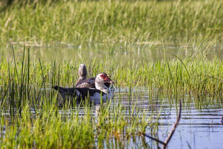 Couple of Muscovy duck in wildの写真素材