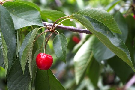 herries tree cherries with green foliageの写真素材