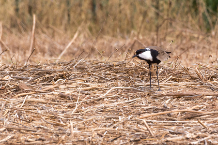 Spur-winged lapwing.の写真素材