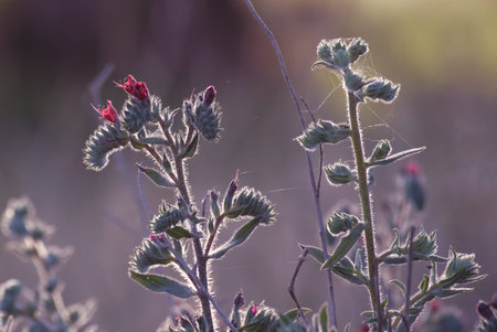 Flowers especially colored to pink and violet color with contr-light. Nature flowers.
