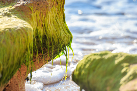 Green algae closeup with blurred sea background. Soft focus put on the algae on the stone.の写真素材