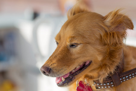 Happy dog outdoor portrait on the sun. A little amount of focus put only on eyes and nose of dog.