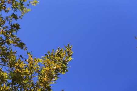 Blue sky with green leaves of sycamore tree background. Much blue.の写真素材