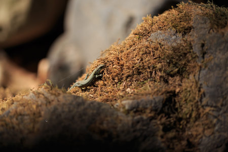 Small forest lizard Darevskia uzzelli on the light, macro, small DoF. Beautiful background. Moss.