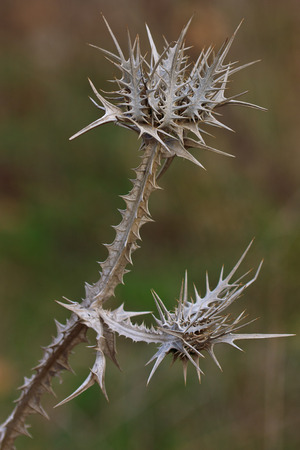 Dry thorn geometry, wild nature. Art background.の写真素材
