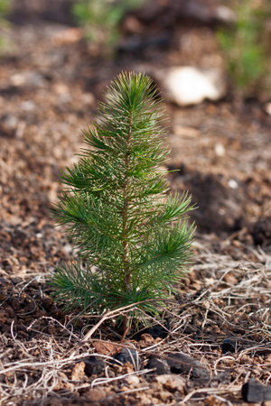Single small fr-tree in the forest after fire.