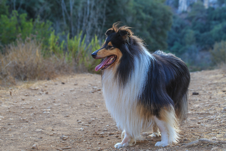 Black collie dog portrait on the outdoor walking activity in the forest.の写真素材
