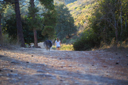 Young girl with collie dog walking in the forest. Evening light and autumn time. Walking on the forest road. Focus put only on the girl. Small amount of DoF.の写真素材