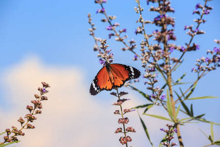 Beautiful butterfly on the flower on blue sky background.の写真素材