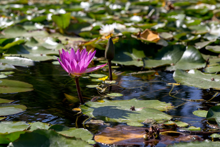 Nymphaea, water lily, wild nature.の写真素材