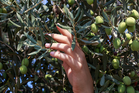 Hands of a young woman harvest olives, Israel, Middle East. Small DoF, focused on hand.の写真素材