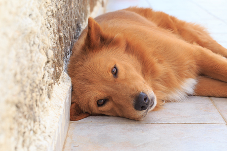 Portrait of a foxy-ginger dog lying near the wall.の写真素材
