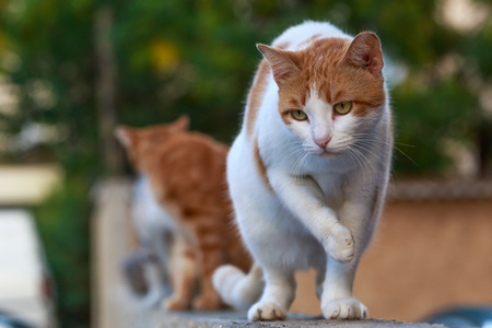Attentive cat see dog on the street.の写真素材