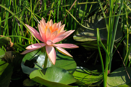 Nymphaea, water lily, wild nature.の写真素材