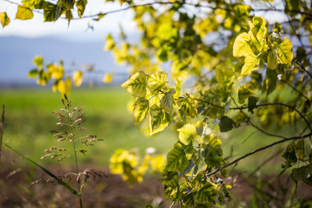 Yellow leafs on the nature background. Small soft focus. Focus on the middle leafs only.の写真素材