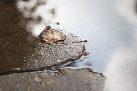 Brown leaf in the puddle. Autumn season. Rainy.の写真素材