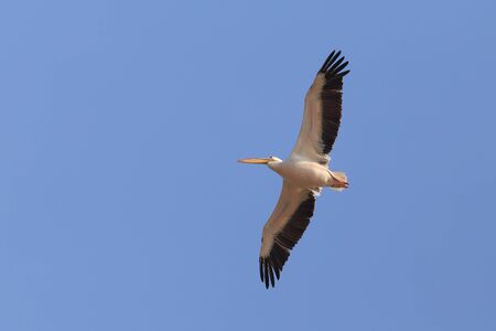 Flyingbig bird, seabird, pelican on the blue sky.の写真素材