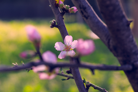 Almond spring gentle flower in sun light, soft focus on flower, toned pink.の写真素材