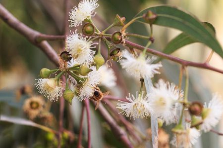 Bees are collecting eucalyptus nectar (honey). Summer time, eucalyptus flowers. Macro. Small DoF set on bee.の写真素材