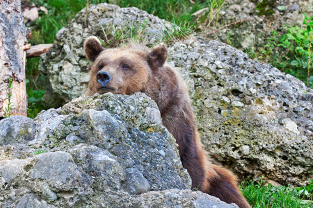 Bear relaxed in nature. Wild animal relaxed.の写真素材