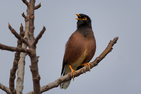 Common myna singing on the treeの写真素材