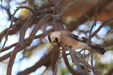 Eurasian Jay eating some found nutletの写真素材