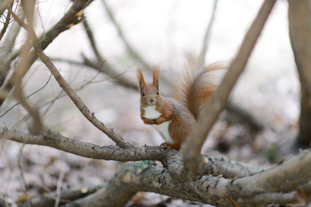 Sciurus. The squirrel sits on a tree