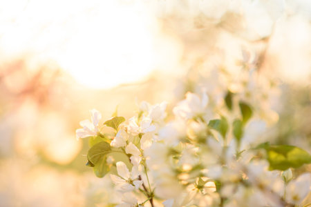 Spring. The apple tree bloomed. Dawn. High quality photo