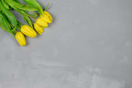 The layout is yellow tulips on a gray background.Copy spaceの写真素材