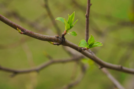The budding leaves of an apple tree.Spring garden. The first sprouts of trees. high quality photo