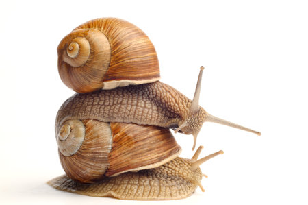 Two garden snails on a white background.Snail mucin cosmetic product concept, rejuvenation, beauty services, snail therapy. Snail farm.Sit on someone's head, submissionの写真素材