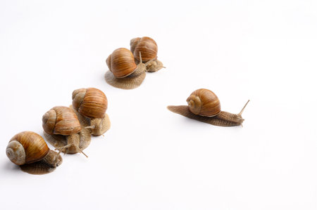 Garden snails on a white background. Five snails in a row, one took the lead. Cosmetic product concept with snail mucin, rejuvenation, beauty services, snail therapy, leadership. Snail farm. Side viewの写真素材
