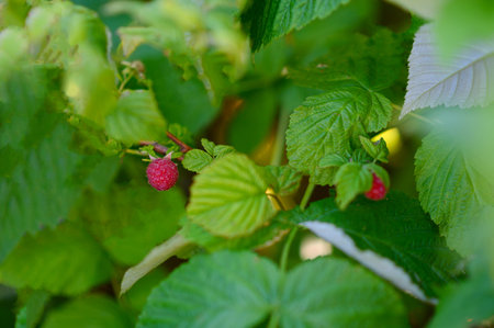 Red ripe raspberries on the branches in a sunny plantation garden. Healthy food, gardening concept