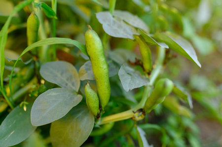A pod of fresh echo beans in the garden. Farming, organic vegetables concept.