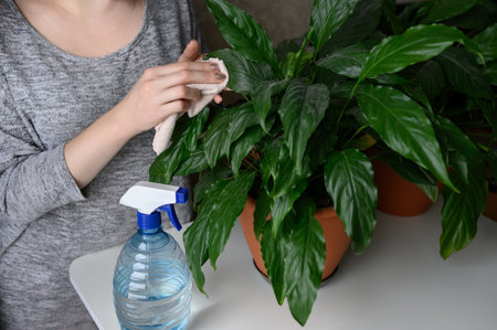 A woman wipes the leaves of a houseplant with a damp soft cloth. Spathiphyllum. The concept of floriculture,plant care.の写真素材
