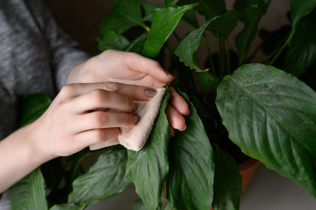 A woman wipes the leaves of a houseplant with a damp soft cloth. Spathiphyllum. The concept of...