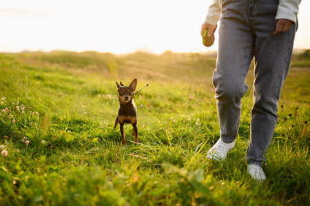 Woman with a smooth-haired Russian toy terrier on a leash walks through the grass, in nature at sunset. Friendship between a dog and a person, caring for a pet. Childfreeの写真素材