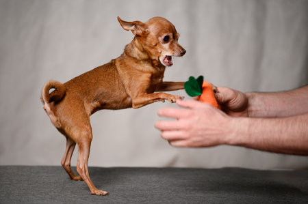 Active mini toy terrier dog plays with its favorite toy indoors with its owner, trying to snatch it from his hands. Concept of trust, play, learning.の写真素材