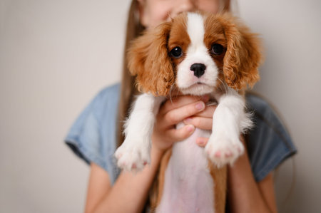 Portrait of purebred Cavalier King Charles Spaniel puppy in hands of girl.Cute pet in hands of its...