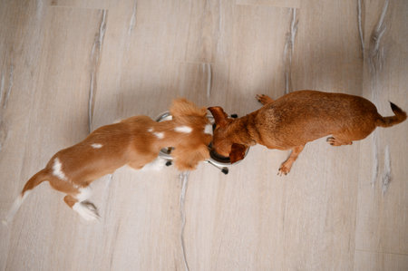 Top view two dogs eating together from double dog bowl dry balanced food. There metal plate on...