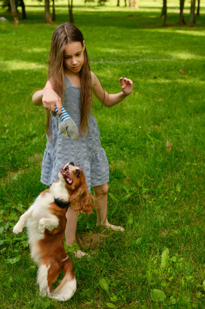 Girl in dress playing with cavalier king charles spaniel puppy during walk in park. Child and dog playing with toy on grass barefoot. Dog and child friendship concept, games. Verticalの写真素材
