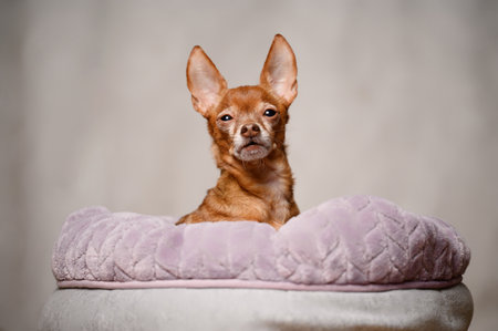 Miniature Toy Terrier sits in dog bed, trembles, whines, afraid of new circumstances. Animal care concept, sick pet, moving to new home, stress in dogs. Scared animal. Verticalの写真素材