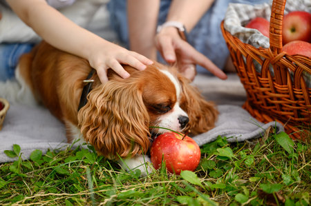Child and woman petting cute King Charles spaniel dog gnawing apple during family picnic in park, close-up. Pet care conceptの写真素材